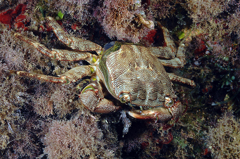 Pachygrapsus marmoratus cambia il carapace